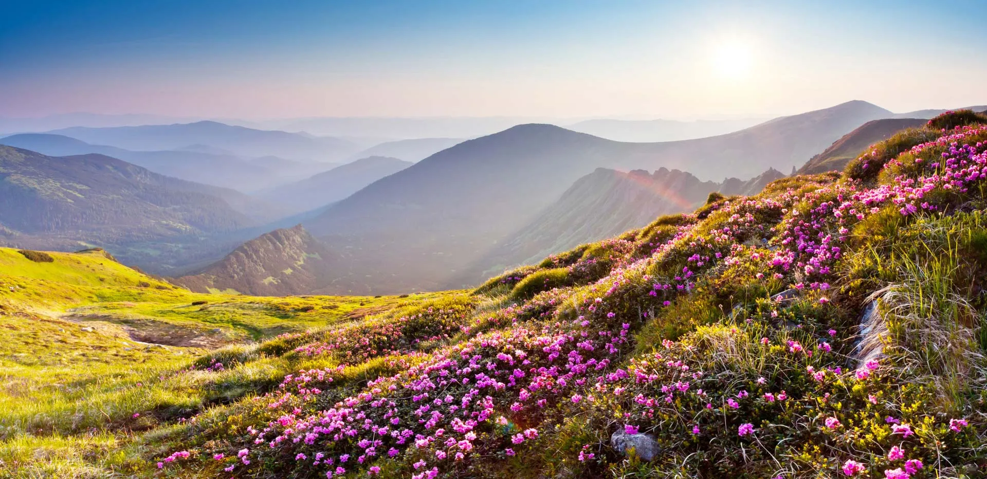 Purple wildflowers along a mountain path